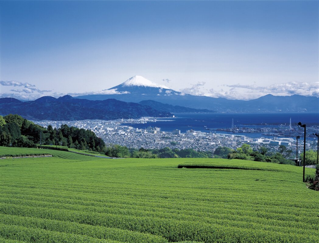 日帰り/≪ハイキングツアー≫富士の絶景を眺めながら日本平を歩こう