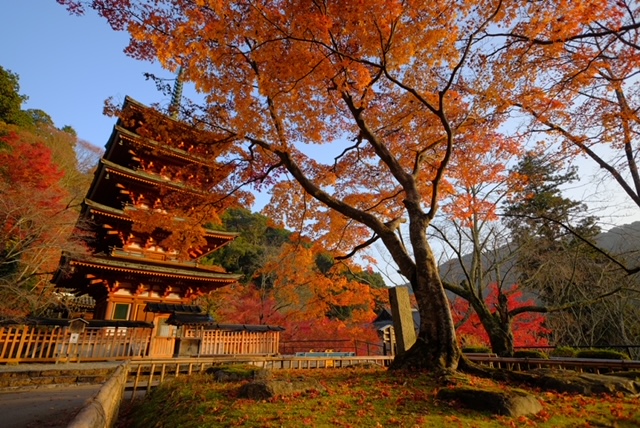 日帰り/自然を満喫。赤目四十八滝と花の御寺　長谷寺