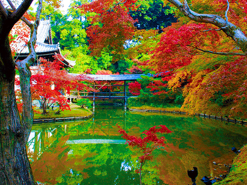 日帰り/臥龍池に映る紅葉　高台寺ともみじの永観堂（三・宮）