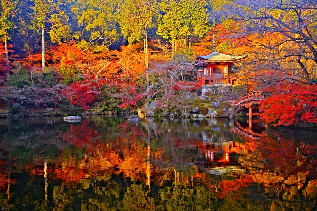 日帰り/世界遺産 醍醐寺と通天橋から眺める紅葉の雲海 東福寺（岐・東濃）