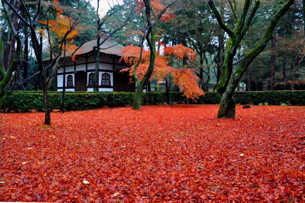 日帰り/深紅に染まる真如堂ともみじの永観堂（東濃）