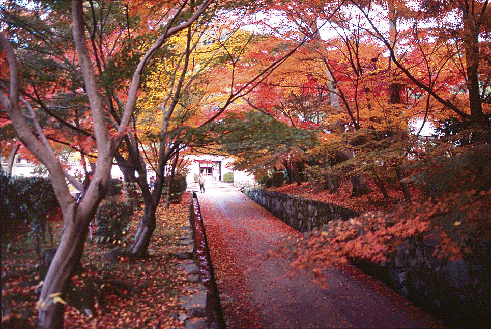 日帰り/世界遺産 醍醐寺と通天橋から眺める紅葉の雲海 東福寺・宇治散策（春日井）