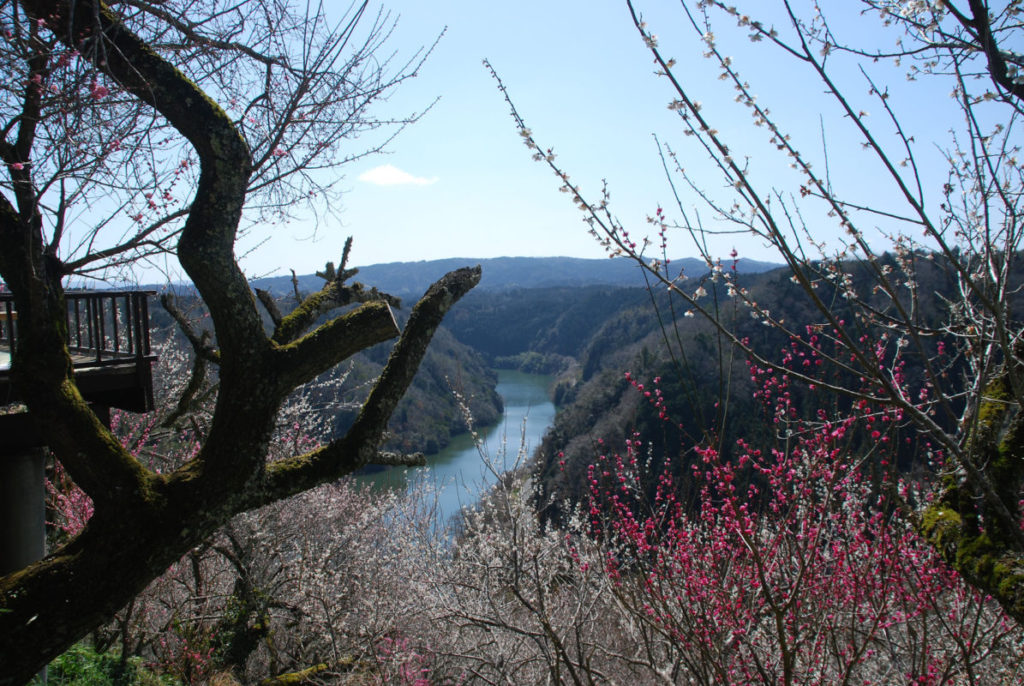 日帰り/≪ハイキングツアー≫春の息吹を感じながら　月ヶ瀬梅渓を歩こう