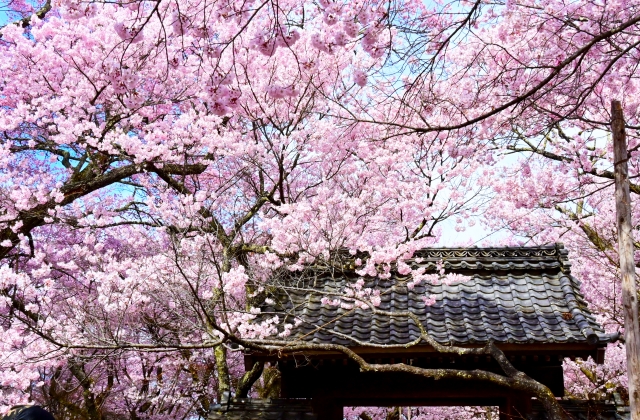 日帰り/高遠小彼岸桜