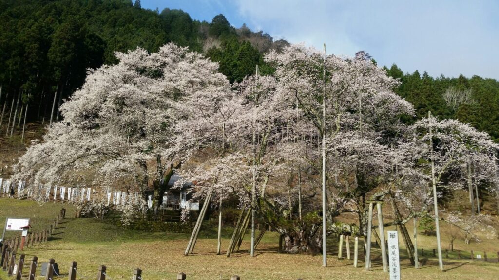 日帰り/根尾谷淡墨桜と谷汲山華厳寺