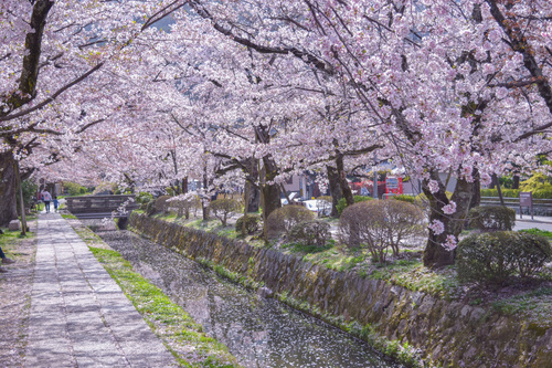 日帰り/桜の哲学の道・平安神宮御苑と椿咲き誇る霊鑑寺特別拝観