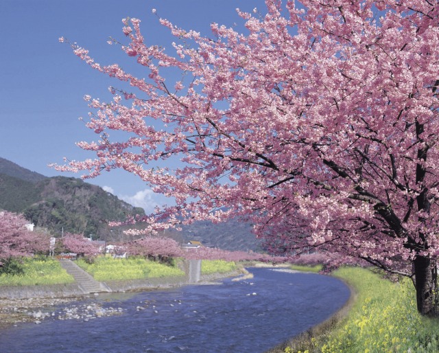 宿泊/河津桜『西伊豆・土肥温泉』