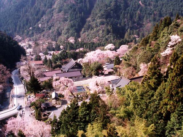 日帰り/しだれ桜の身延山久遠寺からロープウェイで奥之院へ