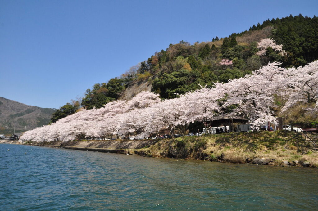 日帰り/滋賀　桜色に染まる湖　海津大崎桜クルーズ