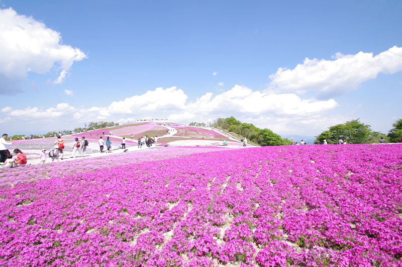 日帰り/茶臼山高原 天空の花回廊 芝桜の丘といちご狩り