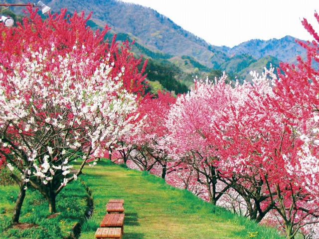 日帰り/富士見台高原の水芭蕉と阿智村花桃